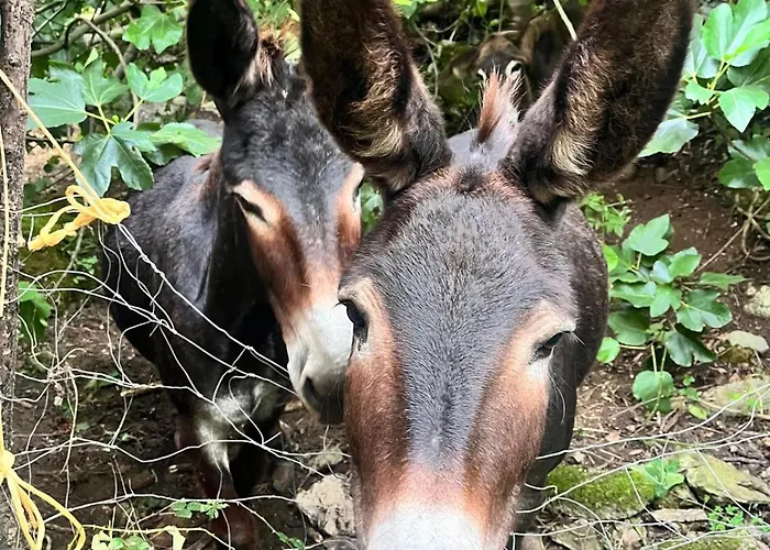 Hotel Boutique De Palacios - Palacio De Aras San Miguel de Aras
